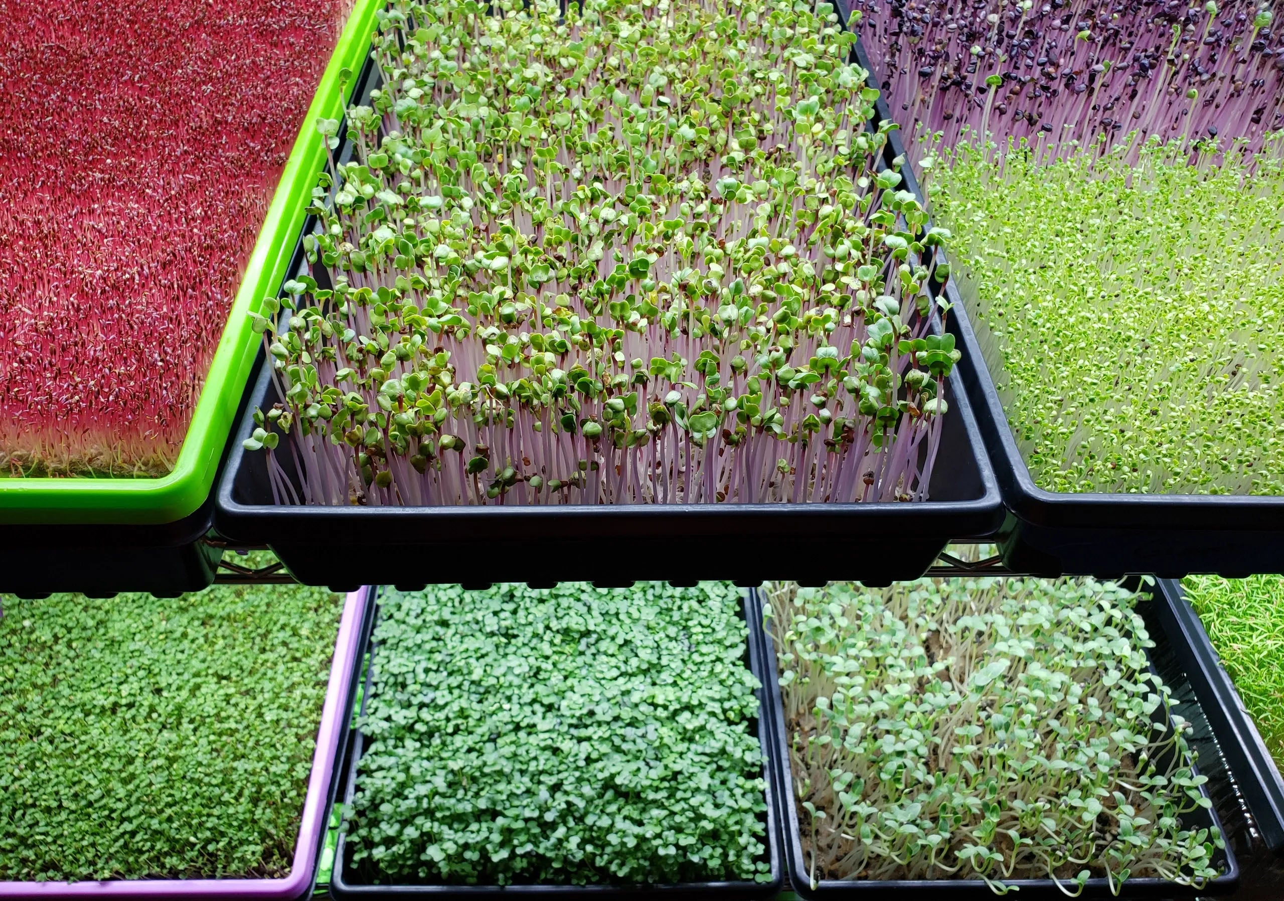 hydroponic microgreens in Des Moines, Iowa